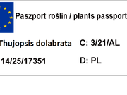  Tuja Dolabrata 'Thujopsis dolabrata'  Rogi Jelenia  - zdjęcie duże 1
