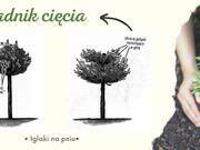  Świerk Serbski 'Picea'  na pniu PA   - zdjęcie duże 3