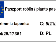  Skimia Japońska   - zdjęcie duże 1