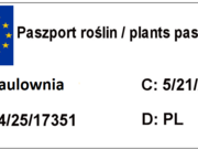  Paulownia tomentosa  - zdjęcie duże 1