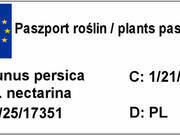  Nektaryna kolumnowa 'Prunus persica' Silver Z Donicy  - zdjęcie duże 2