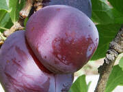  Śliwa karłowa 'Prunus domestica' Amers Z Donicy  - zdjęcie duże 2