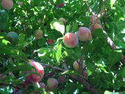  Śliwa karłowa 'Prunus armeniaca' Renkloda Ulena Z Donicy  - zdjęcie duże 2