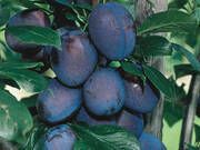  Śliwa karłowa 'Prunus armeniaca' Węgierka Wczesna Z Donicy  - zdjęcie duże 2