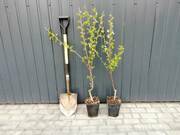  Wiśnia karłowa 'Prunus fruticosa' Dradem Z Donicy  - zdjęcie duże 1