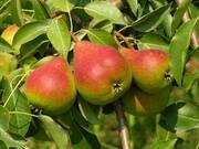  Grusza karłowa 'Pyrus communis' Bonkreta Red Z Donicy  - zdjęcie duże 2