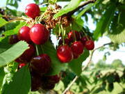  Czereśnia karłowa 'prunus avium' Burlat Z Donicy  - zdjęcie duże 2