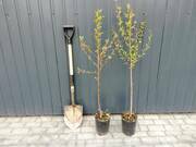  Brzoskwinia karłowa 'prunus persica' Harrow Beauty  Z Donicy  - zdjęcie duże 1