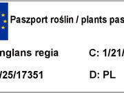  Orzech włoski 'Juglans regia' Dodo  Z Donicy  - zdjęcie duże 3