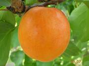  Morela karłowa 'Prunus armeniaca' Early Orange Z Donicy  - zdjęcie duże 2