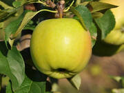  Jabłoń karłowa 'Malus domestica' Ananas Bierżycki Z Donicy  - zdjęcie duże 2