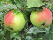  Jabłoń karłowa 'Malus domestica' Close Z Donicy  - zdjęcie duże 2