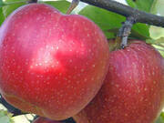  Jabłoń karłowa 'Malus domestica' Alwa Z Donicy  - zdjęcie duże 2