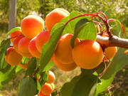  Morela karłowa 'Prunus armeniaca' Wczesna  z Morden  Z Donicy  - zdjęcie duże 2