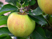  Jabłoń karłowa 'Malus domestica' Złota  Reneta  Z Donicy  - zdjęcie duże 2