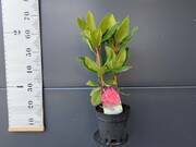  Różanecznik 'Rhododendron' Pearce's American Beauty  Donica 1,5L  - zdjęcie duże 1
