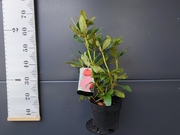  Różanecznik 'Rhododendron' Dotella Donica 1,5L  - zdjęcie duże 1