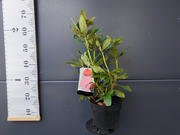  Różanecznik 'Rhododendron' Karl Neue  Donica 1,5L  - zdjęcie duże 1