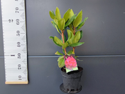  Różanecznik 'Rhododendron' Krwisty  Donica 1,5L  - zdjęcie duże 1
