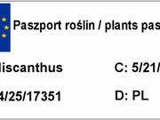  Miskant Chiński 'Miscanthus' Gracillimus P9    - zdjęcie duże 2