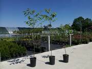  Orzech włoski  'Juglans regia' Szczepiony Jacek  - zdjęcie duże 2