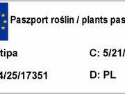  Ostnica Mocna Stipa Tenuifolia  P9  - zdjęcie duże 2