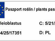  Bambus karłowy 'Variegatus'   - zdjęcie duże 2