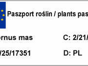  Dereń kousa 'Beni Fui'          - zdjęcie duże 2