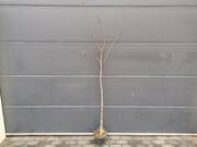  Katalpa na pniu szczepiona Variegata  - zdjęcie duże 2