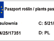  Paulownia tomentosa  P9  - zdjęcie duże 1