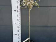  Wiśnia 'Prunus incisa' Kojou-no-mai  - zdjęcie duże 1