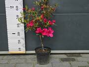  Azalia Japońska  'Rhododendron japonicum' Czerwona na Pniu   - zdjęcie duże 1