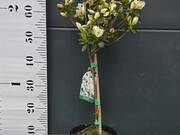  Azalia Japońska  'Rhododendron japonicum' Biała na Pniu    - zdjęcie duże 1