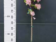  Azalia wielkokwiatowa  'Rhododendron' Różowa Na Pniu  - zdjęcie duże 1