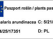  Trawa 'Phalaris arundinacea' Mozga Trzcinowata' Arctic Sun  - zdjęcie duże 2