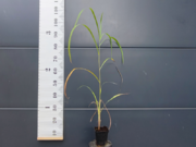  Miskant Chiński 'Miscanthus' Rosi   - zdjęcie duże 1