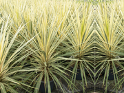  Kordylina, Cordylina dwukolorowa  - zdjęcie duże 2