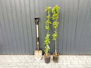  Czereśnia karłowa 'prunus avium' Bawole serce Z Donicy  - zdjęcie duże 1