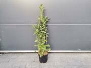  Borówka Amerykańska 'Vaccinium corymbosum' Berkley Sadzonka   - zdjęcie duże 1