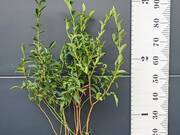  Borówka Amerykańska 'Vaccinium corymbosum' Bluejay Sadzonka XXL  - zdjęcie duże 1