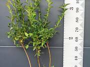  Borówka Amerykańska 'Vaccinium corymbosum' Darrow Sadzonka XXL  - zdjęcie duże 1