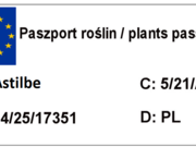 Tawułka arendsa 'Astilbe ardensi' Bunter Zauber  - zdjęcie duże 1