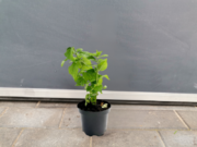  Pysznogłówka ogrodowa  'Monarda' Cambridge scarlet   - zdjęcie duże 1