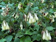  Żywokost Wielkokwiatowy 'Symphytum grandiflorum'  - zdjęcie duże 1