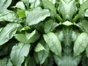  Miodunka EXCALIBUR  - zdjęcie duże 1