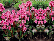  Bergenia 'Bergeniax hybrid' PIMK DRAGONFLY  - zdjęcie duże 1