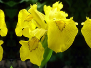  Irys, Kosacies 'Iris pseudacorus' Flore Piano   - zdjęcie duże 1