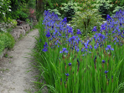  Irys, Kosacies 'Iris pseudacorus' Niebieski  - zdjęcie duże 1