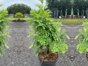  Meta, Sekwoja Na Pniu 'Metasequoia' Schirrmann's Nordlight   - zdjęcie duże 1