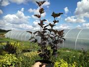  Pęcherznica 'Physocarpus opulifolius' Ametyst  - zdjęcie duże 1